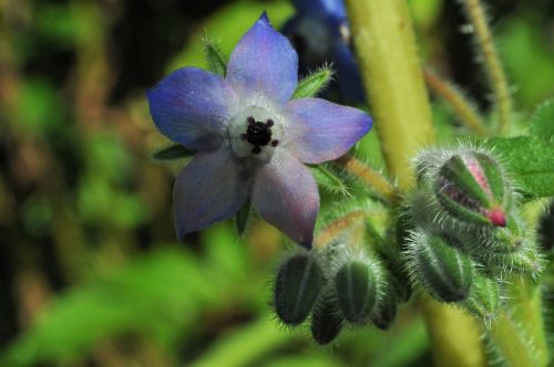 borage flower blue flower
