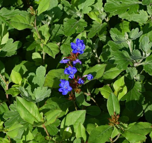 borage flower herb