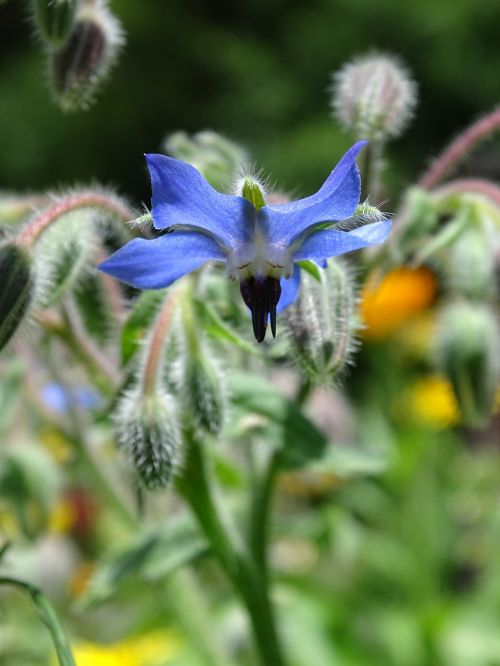 borage cucumber herb borretschblüte