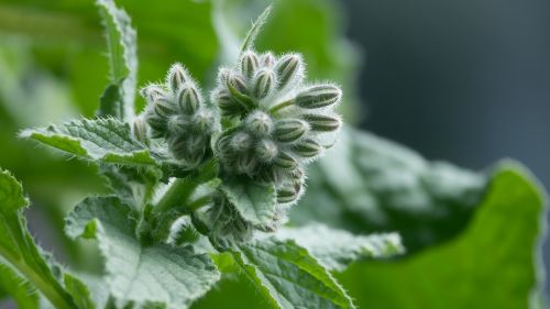 borage borago officinalis plant