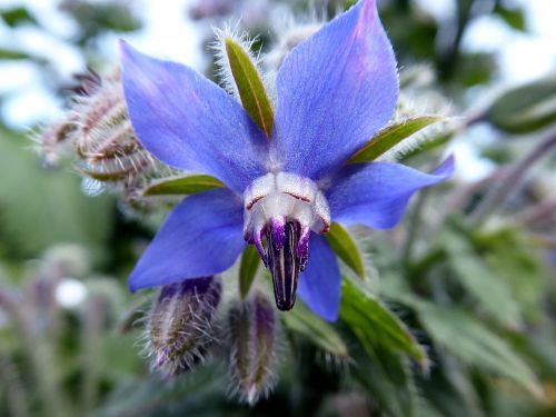 borage flower blue