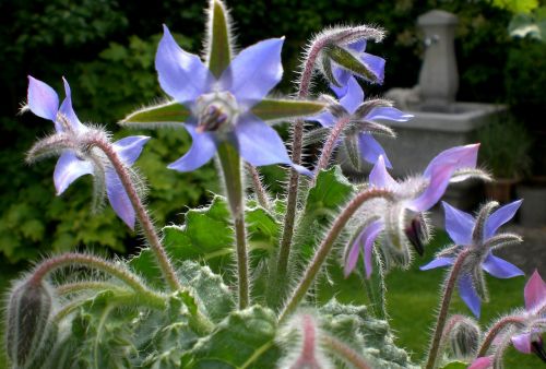 borage bee garden