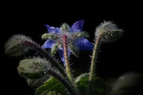 borage  borago officinalis  drop of water