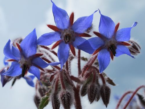 borage blossom bloom