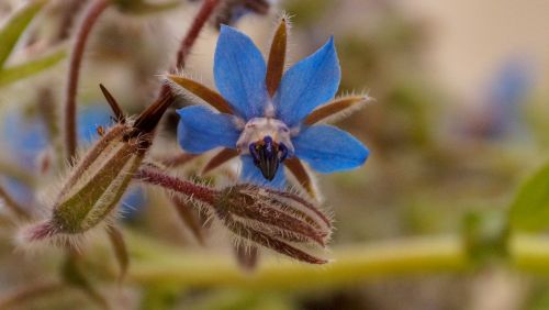 borage flower plant