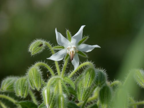 borago officinalis borage wild flower