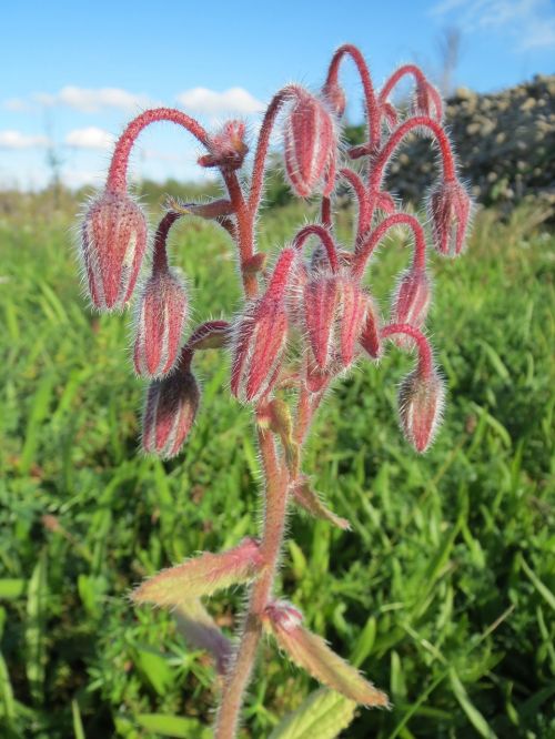 borago officinalis borage starflower