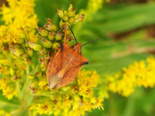 borczyniec fruit  pluskwiak  insect