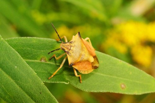 borczyniec fruit  pluskwiak  insect