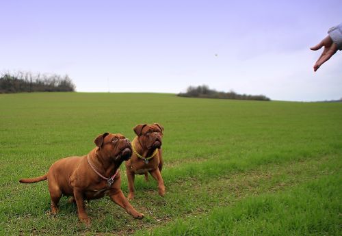 bordeaux mastiff dog