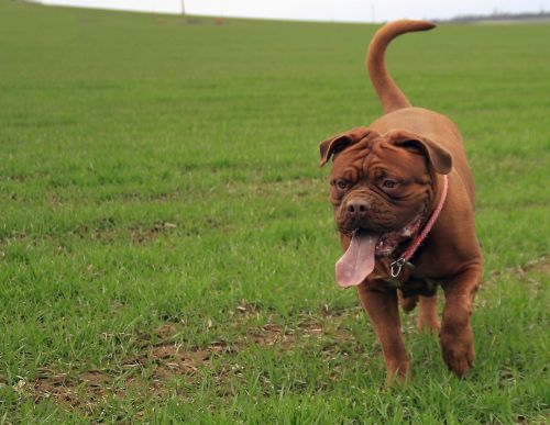 bordeaux mastiff dog