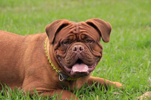 bordeaux mastiff dog