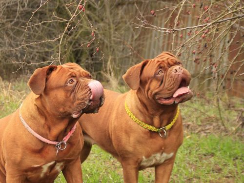 bordeaux mastiff dog