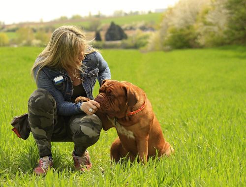 bordeaux dog dogue