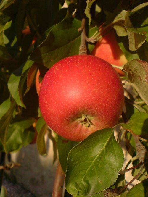 bordeaux apple red