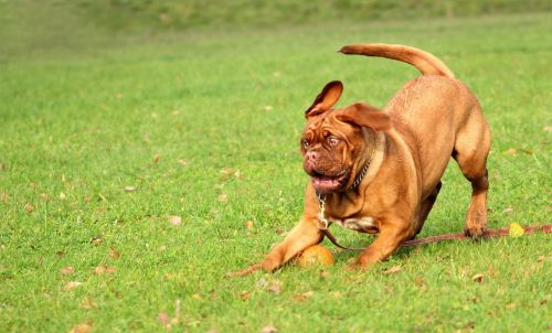 bordeaux mastiff dog