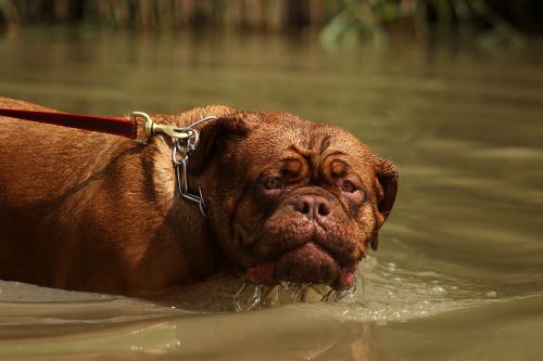 bordeaux dogue dog