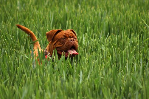 bordeaux mastiff dog