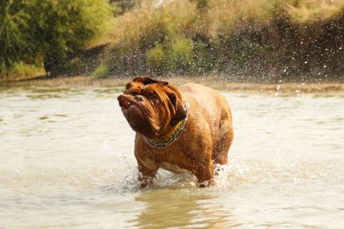 bordeaux dog de