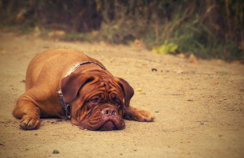 bordeaux background dog