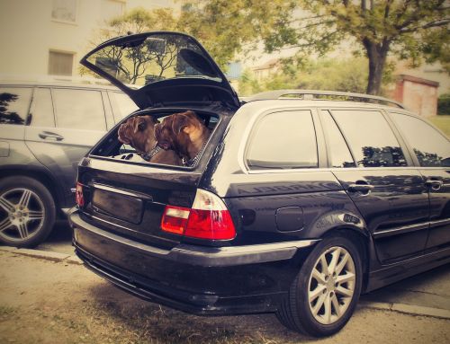 bordeaux background dog