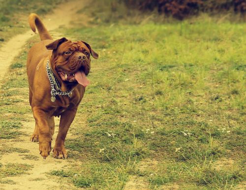 bordeaux background dog