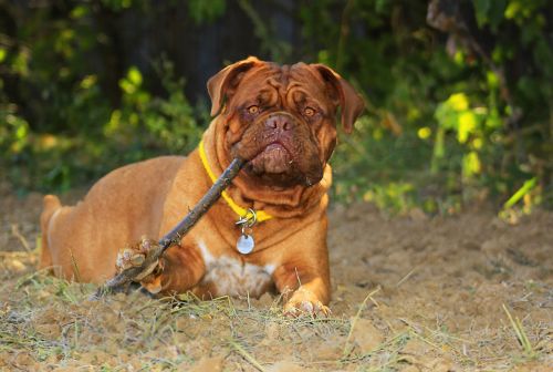 bordeaux dog dogue