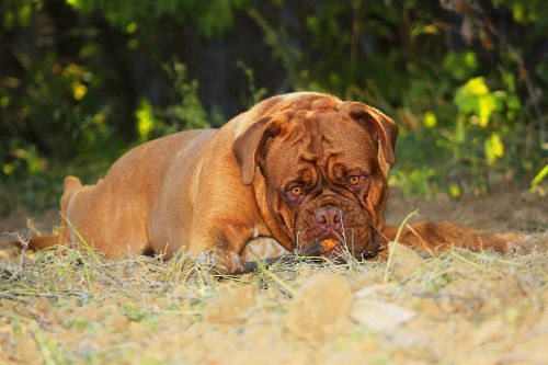 bordeaux dog brown