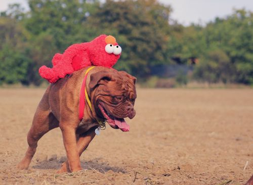 bordeaux mastiff dog