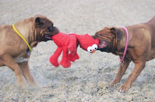 bordeaux mastiff dog