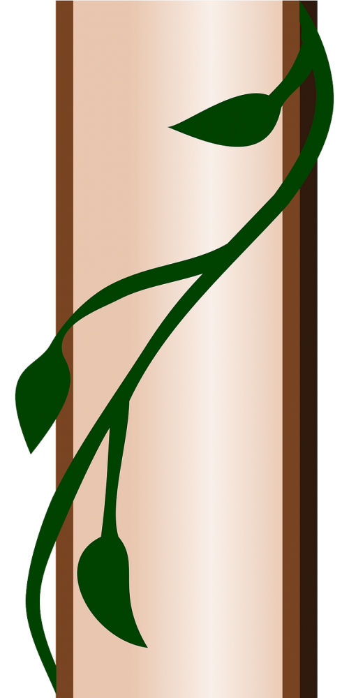 border vine ivy