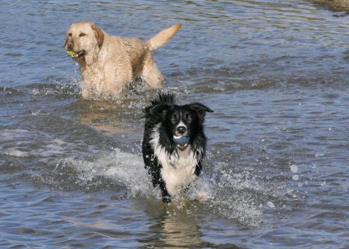 border collie golden retriever anumals