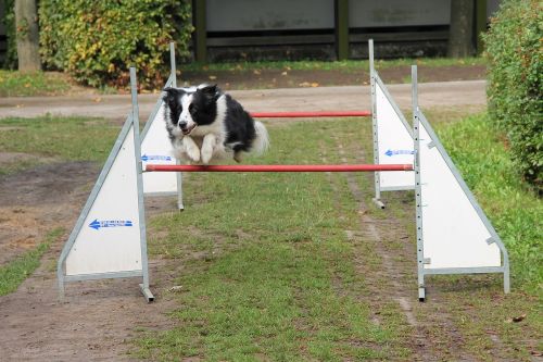 border collie hurdle jump hurdle