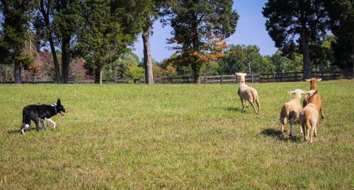 border collie sheep herding