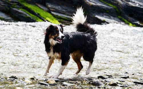 border collie dog sheepdog