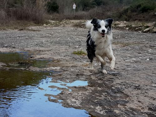 border collie dog pet