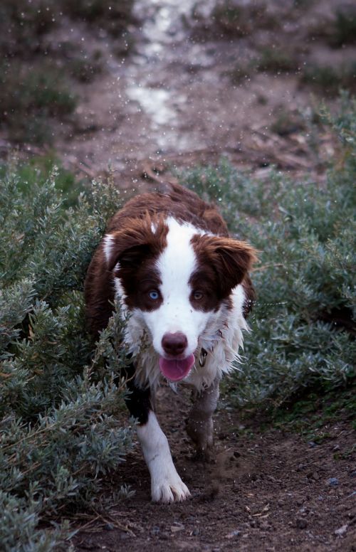 border collie wet dog dog