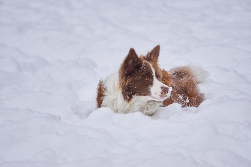 border collie  winter  british sheepdog