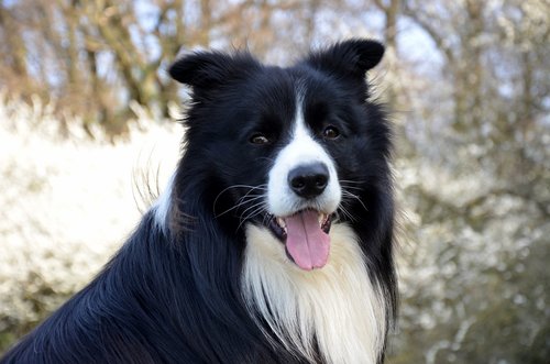 border collie  close up  purebred dog