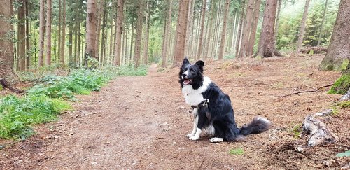 border collie  dog  forest