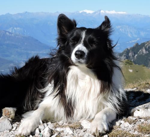 border collie dog white