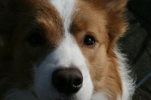 border collie collie red