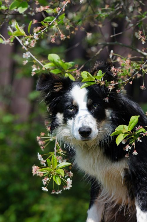 border collie dog spring