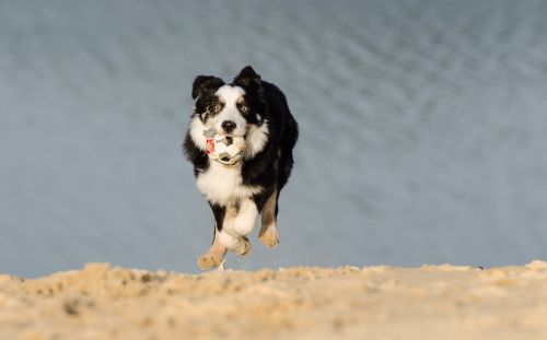 border collie young dog running dog