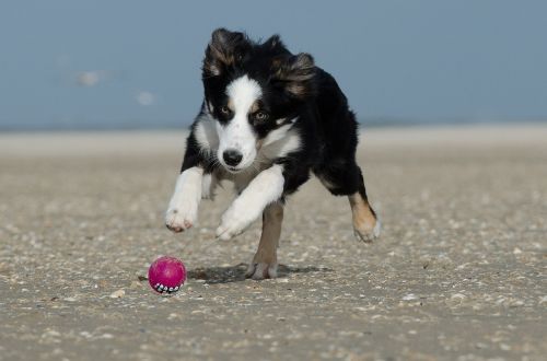border collie ball running dog