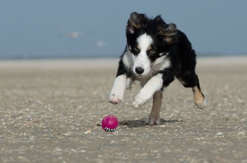 border collie running dog most beach