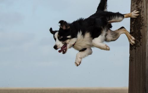 border collie dog trick dog show trick