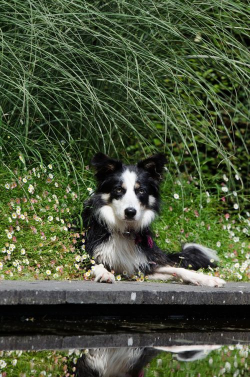 border collie water garden dog basks