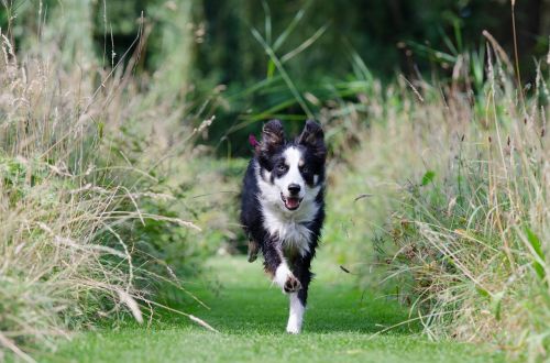 border collie running dog call up