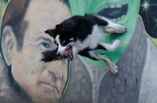 border collie dog tricks dog show trick